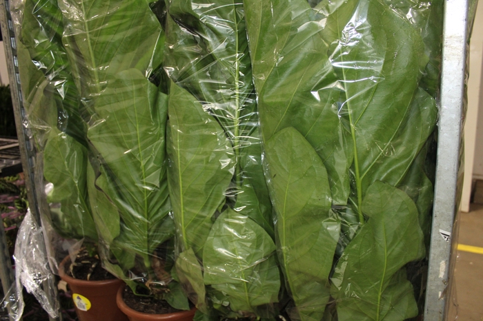 <h4>ANTHURIUM PLOWMANII P30</h4>