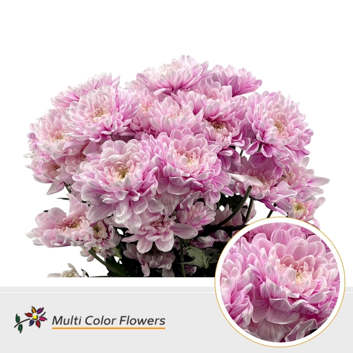 <h4>Chrysanthemum TR   ...colored H%</h4>