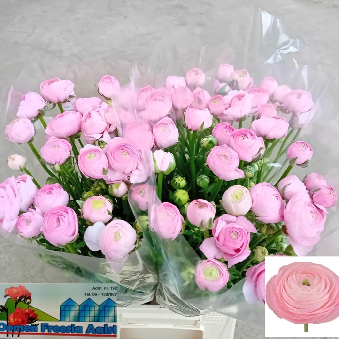 <h4>RAN AAZUR ROSE</h4>