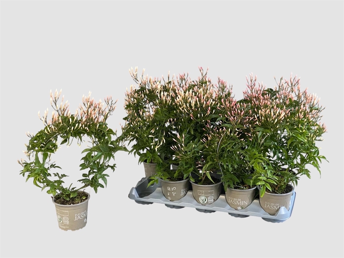 <h4>JASM POLYANTHUM WIT</h4>