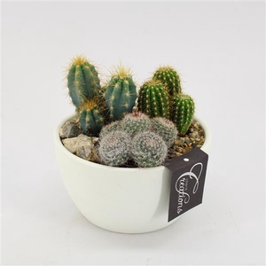 CTCR-2532 Cactus Essentials