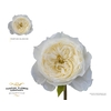 Rosa Garden Parfum Blanche