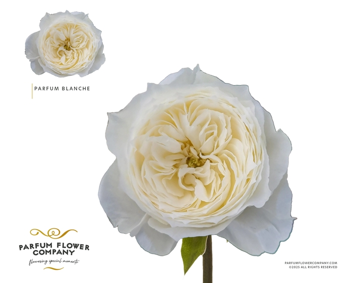 Rosa Garden Parfum Blanche