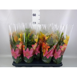 Lilium asia. 'Tiny Invader'