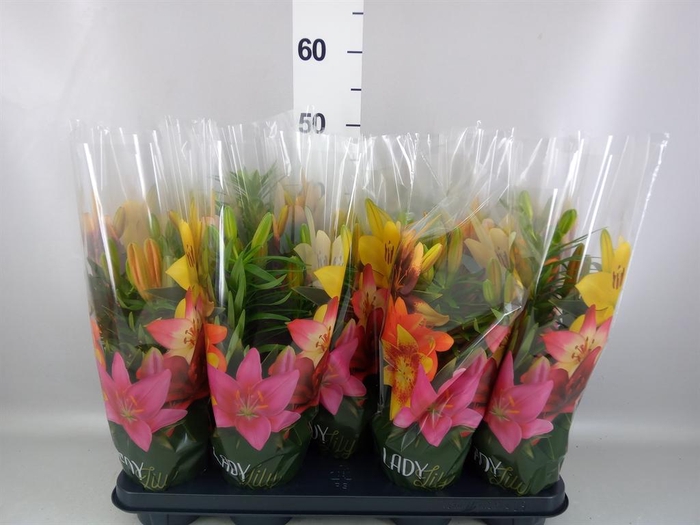 <h4>Lilium asia. 'Tiny Invader'</h4>