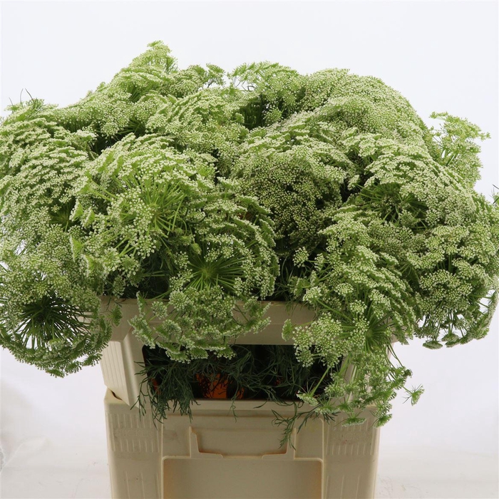 <h4>AMMI VISNAGA  CASABLANCA*</h4>