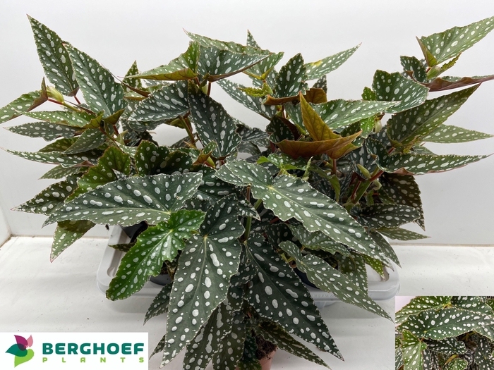 <h4>BEG MA SPOTL GREEN</h4>