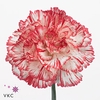 Dianthus St Coralie