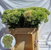 Sedum Spectabile X5