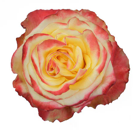 <h4>R Gr High & Yellow 50cm EC</h4>