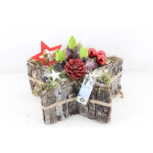 arr4 Hyacint JS - Boomschors ster RED