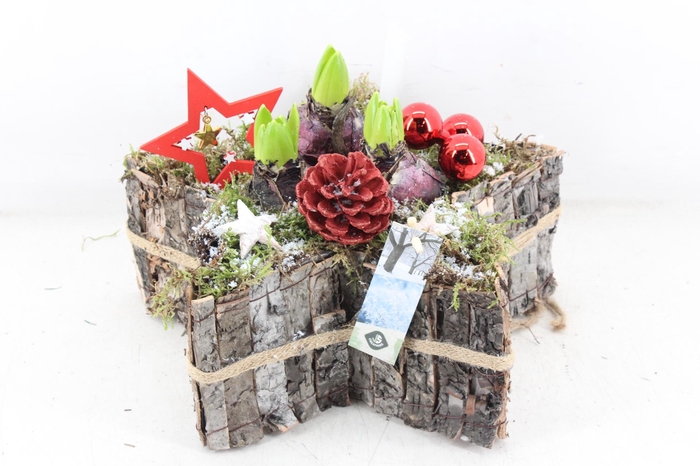 <h4>arr4 Hyacint JS - Boomschors ster RED</h4>