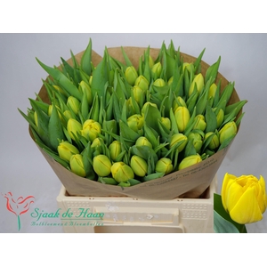 TU DU DOUBLE TROUBLE