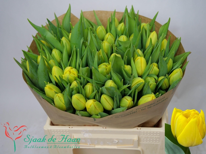 <h4>TU DU DOUBLE TROUBLE</h4>