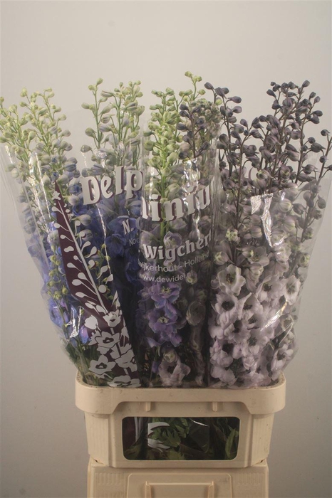 <h4>Delph El Dewi Mixed X30</h4>