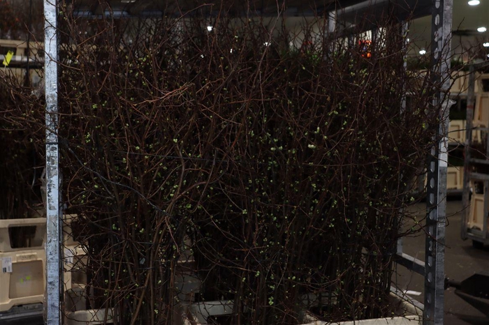 <h4>Chaenomeles Wit</h4>