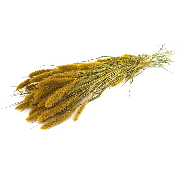 <h4>DRIED FLOWERS - SETARIA yellow</h4>