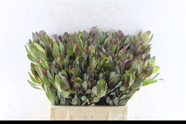 <h4>LEUCAD SENORITA</h4>