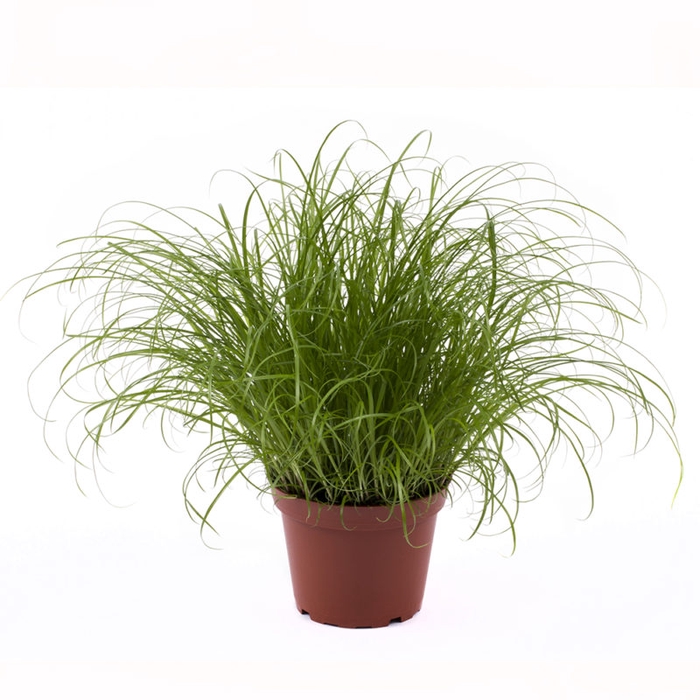 CYPERUS SPICIES