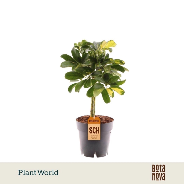 <h4>Schefflera Gold Capella</h4>