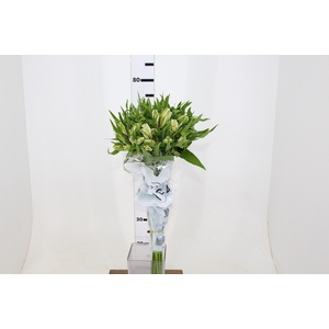 ALSTROEMERIA PRESTIGE 080 CM BRANCO