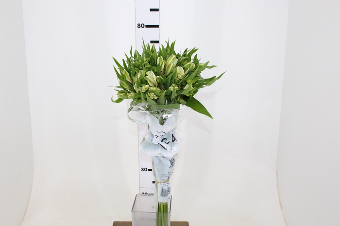 ALSTROEMERIA PRESTIGE 080 CM BRANCO