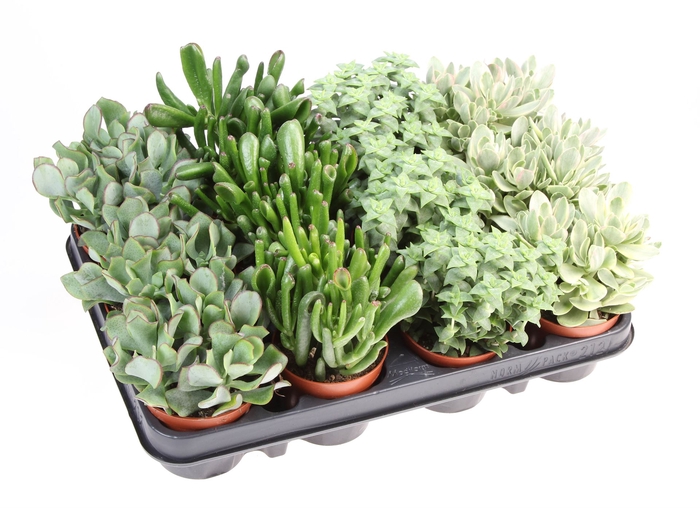 <h4>Crassula   ...mix</h4>