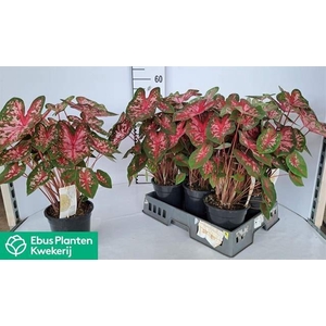 Caladium  'Carolyn Whorton'