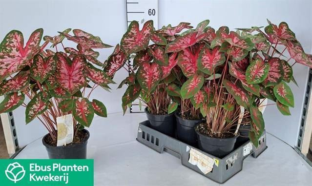 <h4>Caladium  'Carolyn Whorton'</h4>