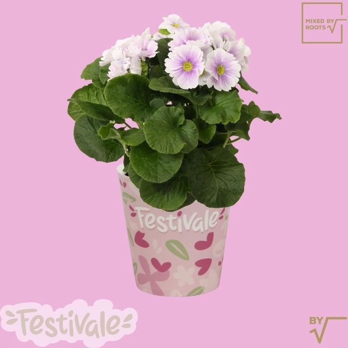 <h4>PRIM OB TM GEM</h4>