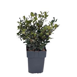 Ilex meserveae 'Blue Angel' P17