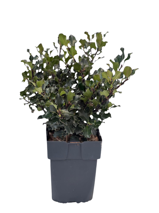 <h4>Ilex meserveae 'Blue Angel' P17</h4>