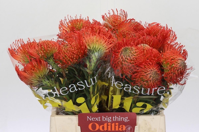 <h4>LEUCO CO SUCCESSION</h4>