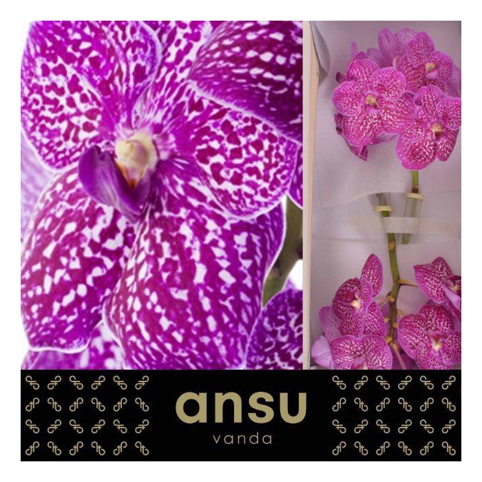 <h4>Vanda Su Lipstick</h4>