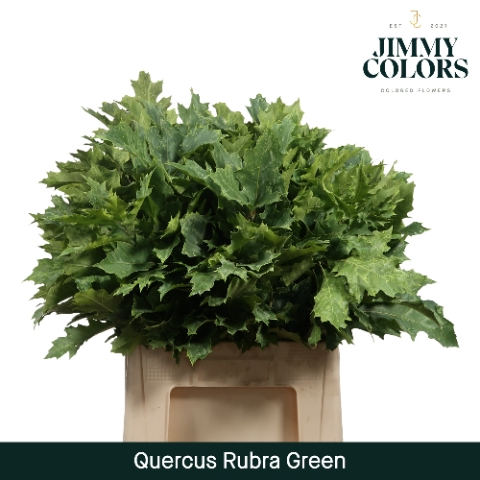 <h4>Quercus Rubra L60 Klbh. Groen</h4>