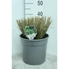 Pennisetum Alopecuroides Hameln