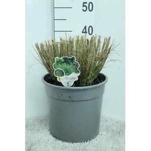 Pennisetum Alopecuroides Hameln
