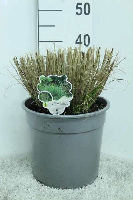 Pennisetum Alopecuroides Hameln