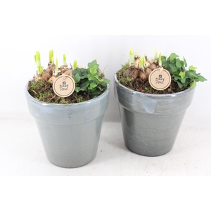 arr4 Narcis PL - Ker. bloempot deluxe