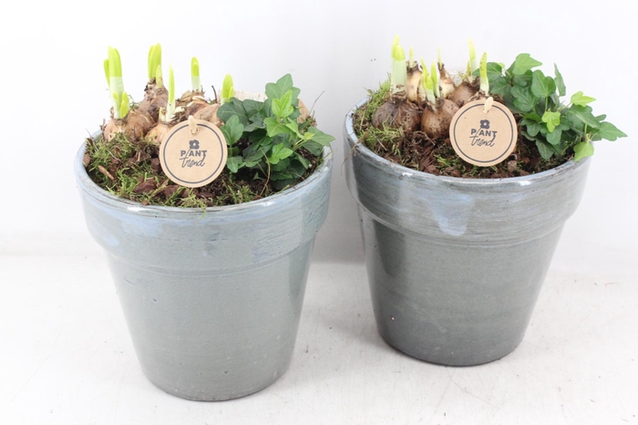 <h4>arr4 Narcis PL - Ker. bloempot deluxe</h4>