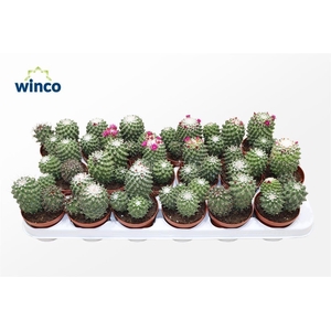 Mammillaria Toluca (Group)