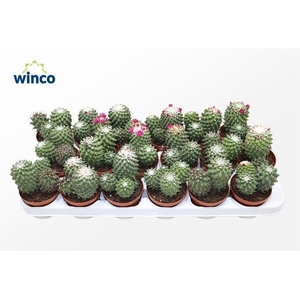 Mammillaria Toluca (Group)