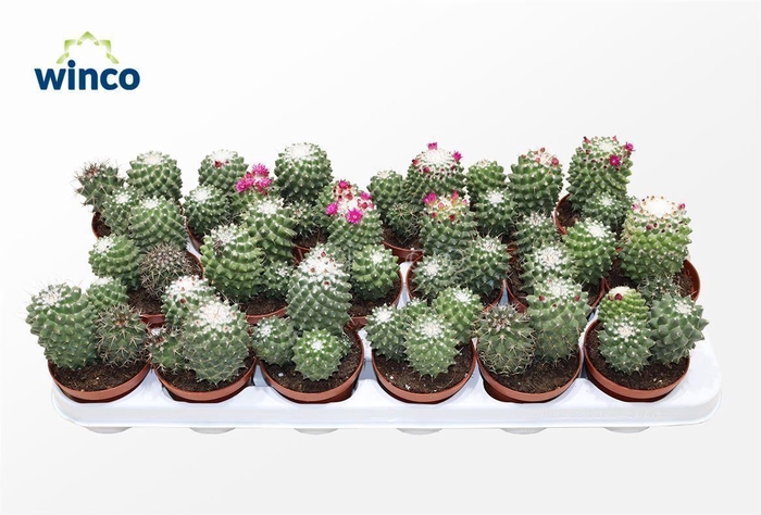 <h4>Mammillaria Toluca (Group)</h4>