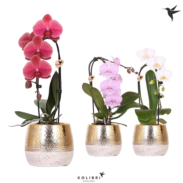 <h4>Kolibri Orchids Niagara fall mix 1 spike in Elite pot gold</h4>