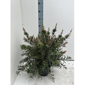 CALLISTEMON CITRINUS