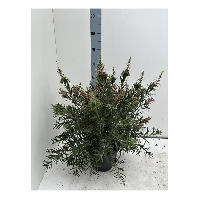 <h4>CALLISTEMON CITRINUS</h4>