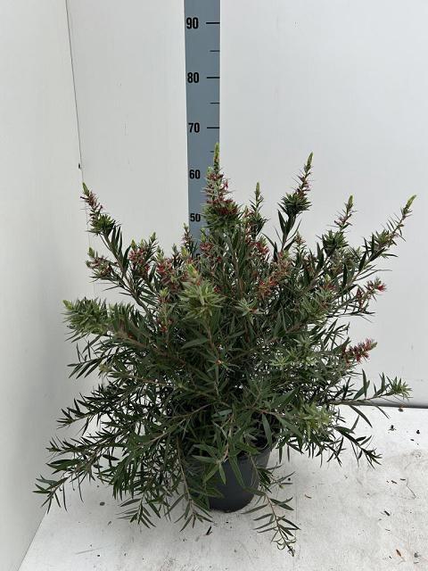 CALLISTEMON CITRINUS