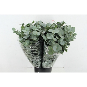 EUC CINEREA PER STEM 70CM