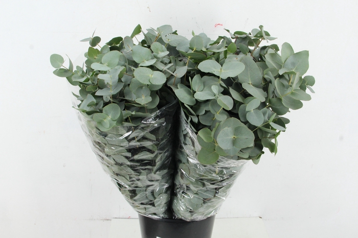 <h4>EUC CINEREA PER STEM 70CM</h4>