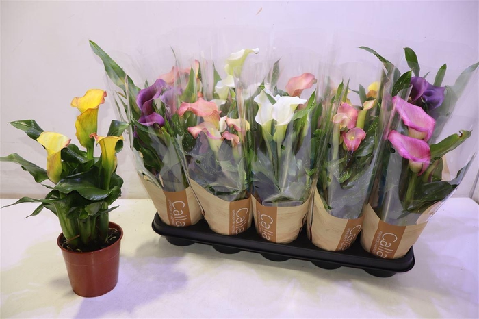 <h4>arr8 Zant Gem 5 Kl</h4>